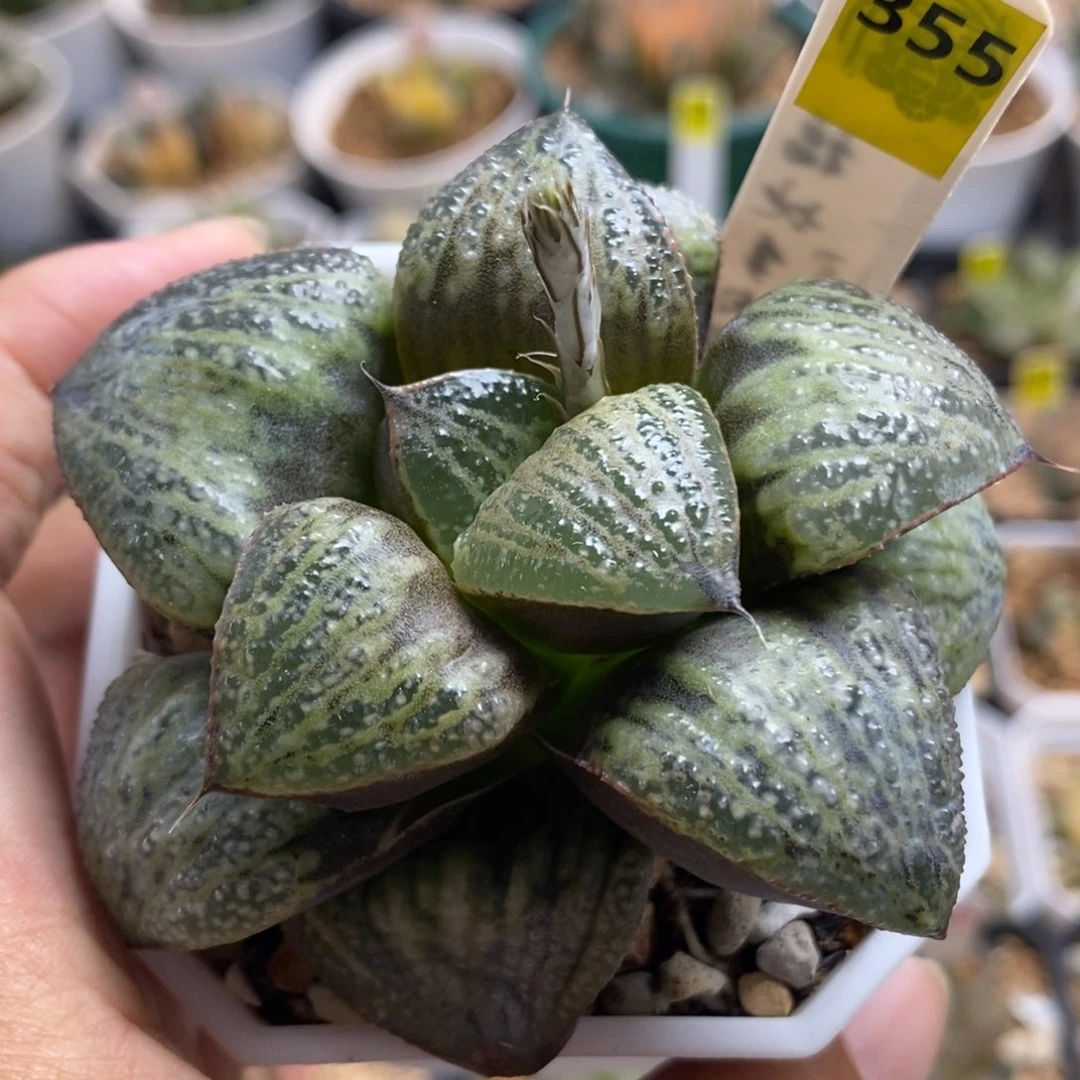 355银后青蟹一物一拍