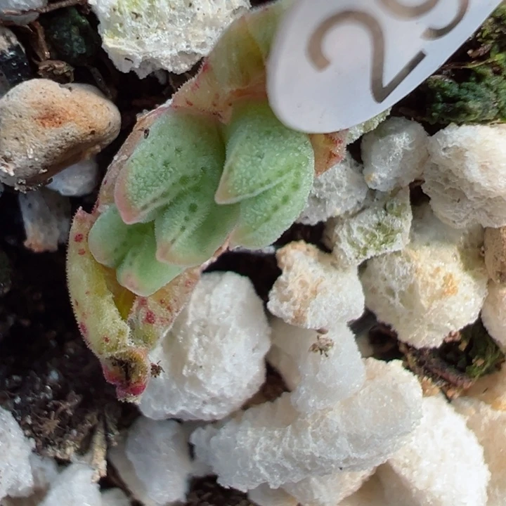 春****子299号111111111111