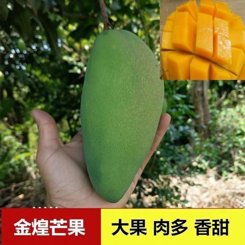 四季芒果树苗金煌芒果苗嫁接树苗盆栽地栽矮化树苗带土带叶发货
