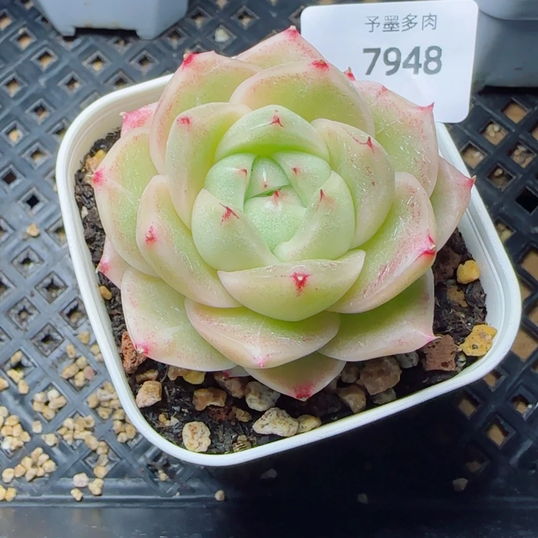 碧玉珍妮，7948多肉植物