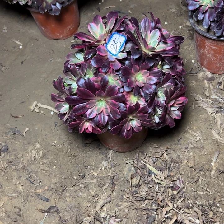 多肉植物金丝法师25