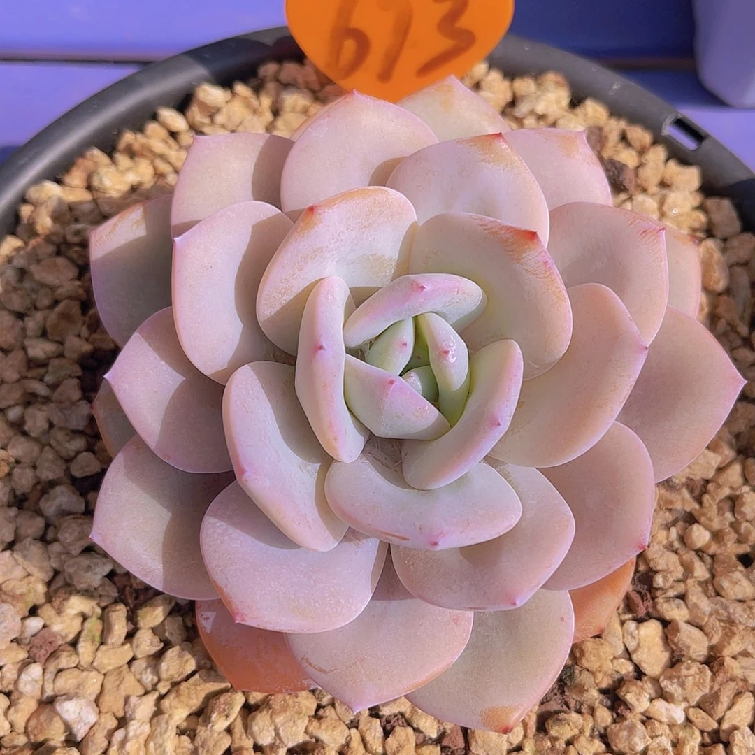 s*j673号多肉植物