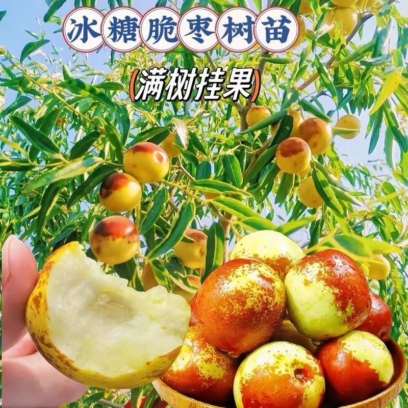 嫁接正宗冰糖脆枣树苗蟠枣葫芦枣南北方种植盆栽地栽北方枣树树苗
