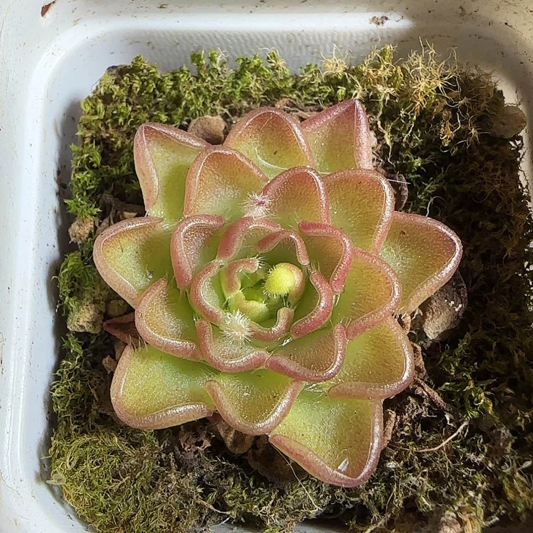 多肉1220-27近藤捕虫堇