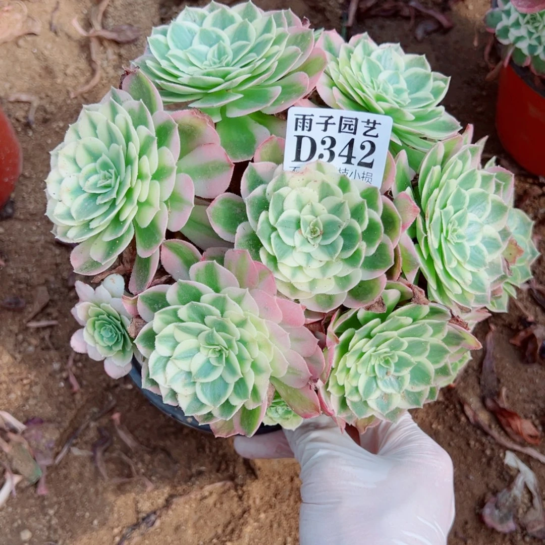 342海王尺寸20左右