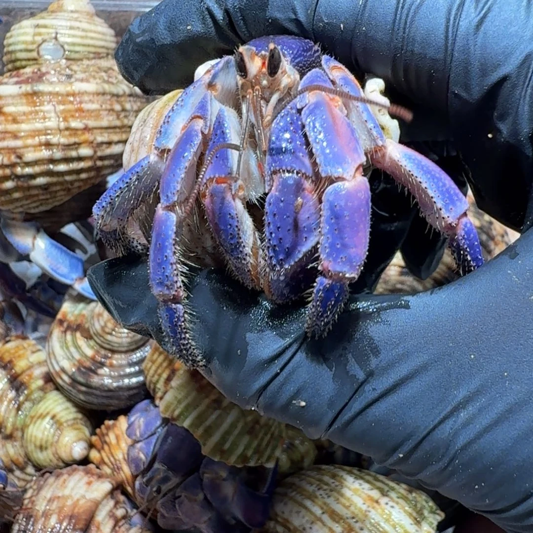 3号直播间挑选2.3