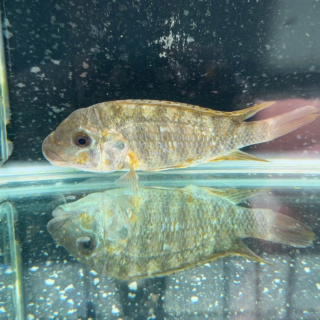 慈鲷你****要928好烟花龙王