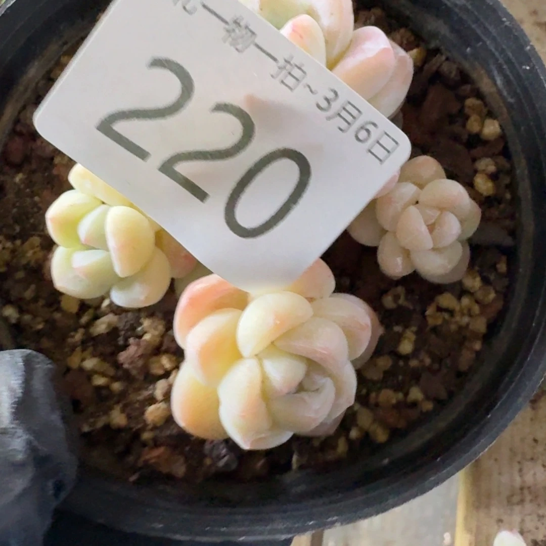 220 号1框江北多肉