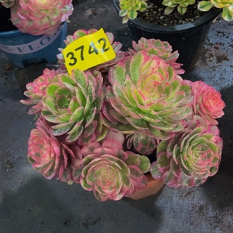 3742海神多肉植物