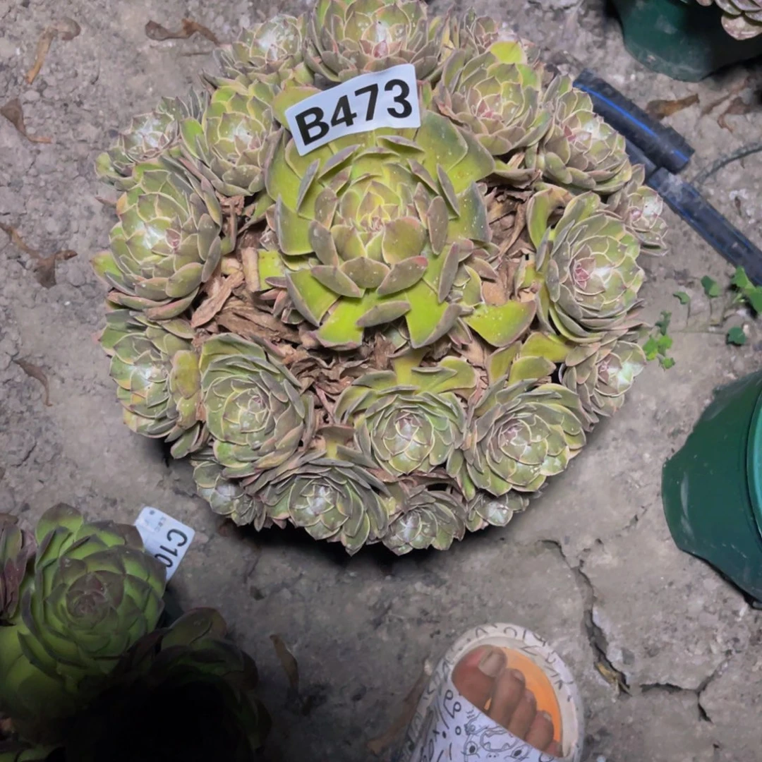 半夏法师26////8包邮