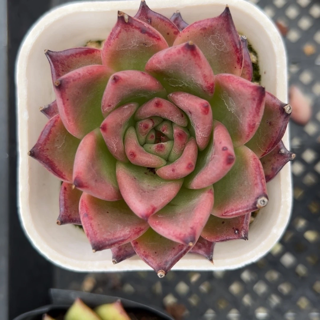 红钻精控多肉一物一拍