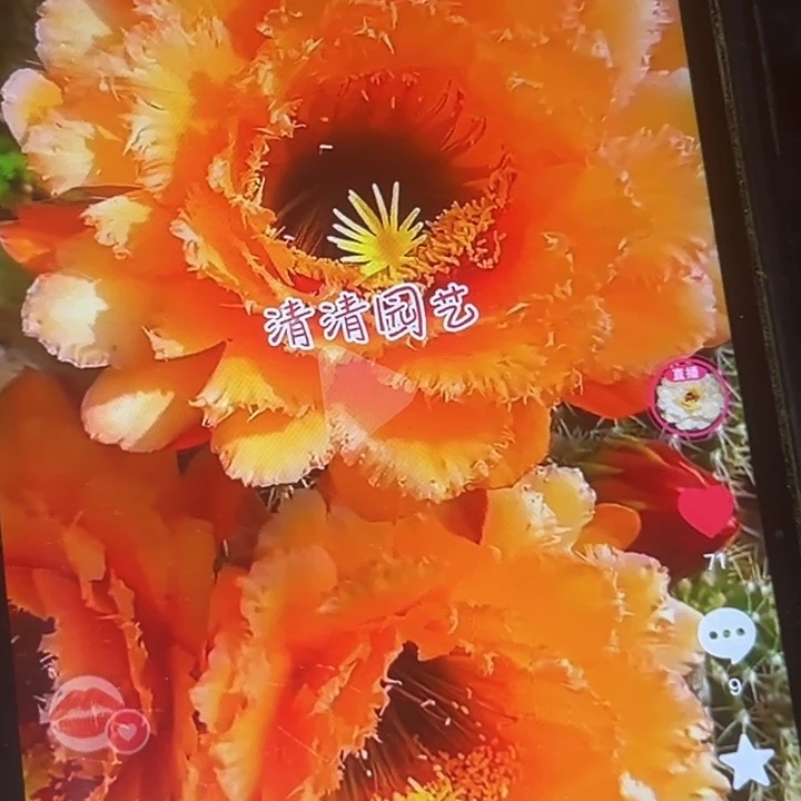 清清3-450侧牙瑕疵有黑点