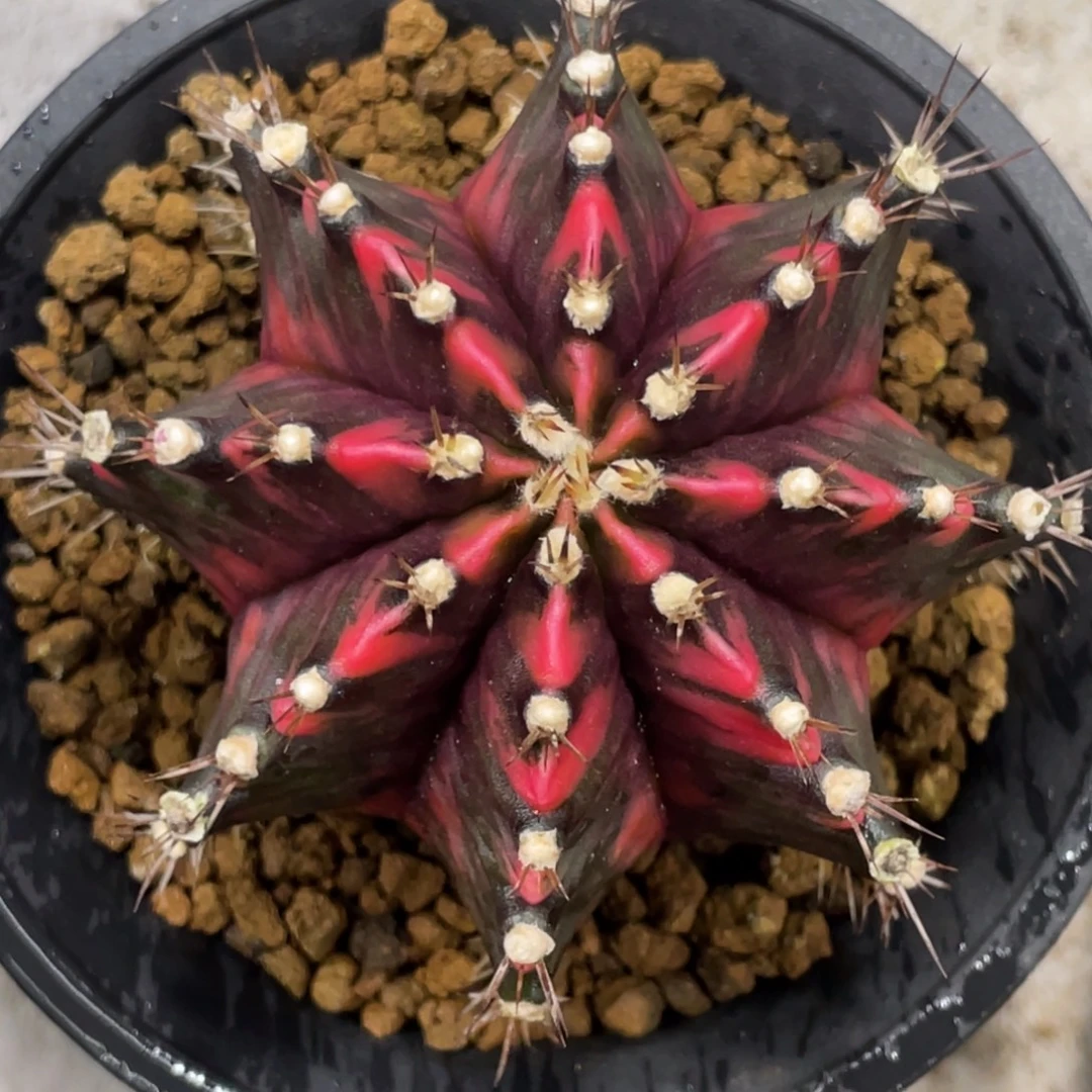 当前无花朵，栽培后可花朵高绒黑红米哈