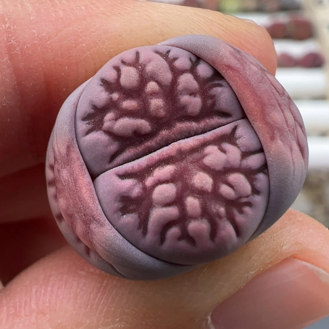 3.6好看的多肉脱土发货046