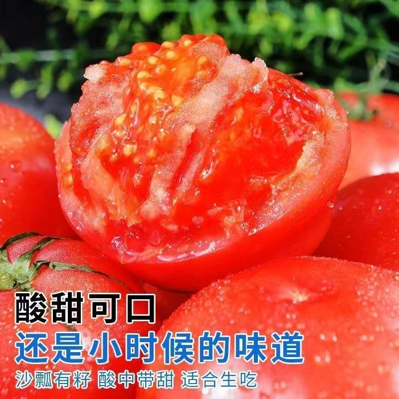 现摘现发普罗旺斯水果西红柿新鲜自然成熟沙瓤番茄