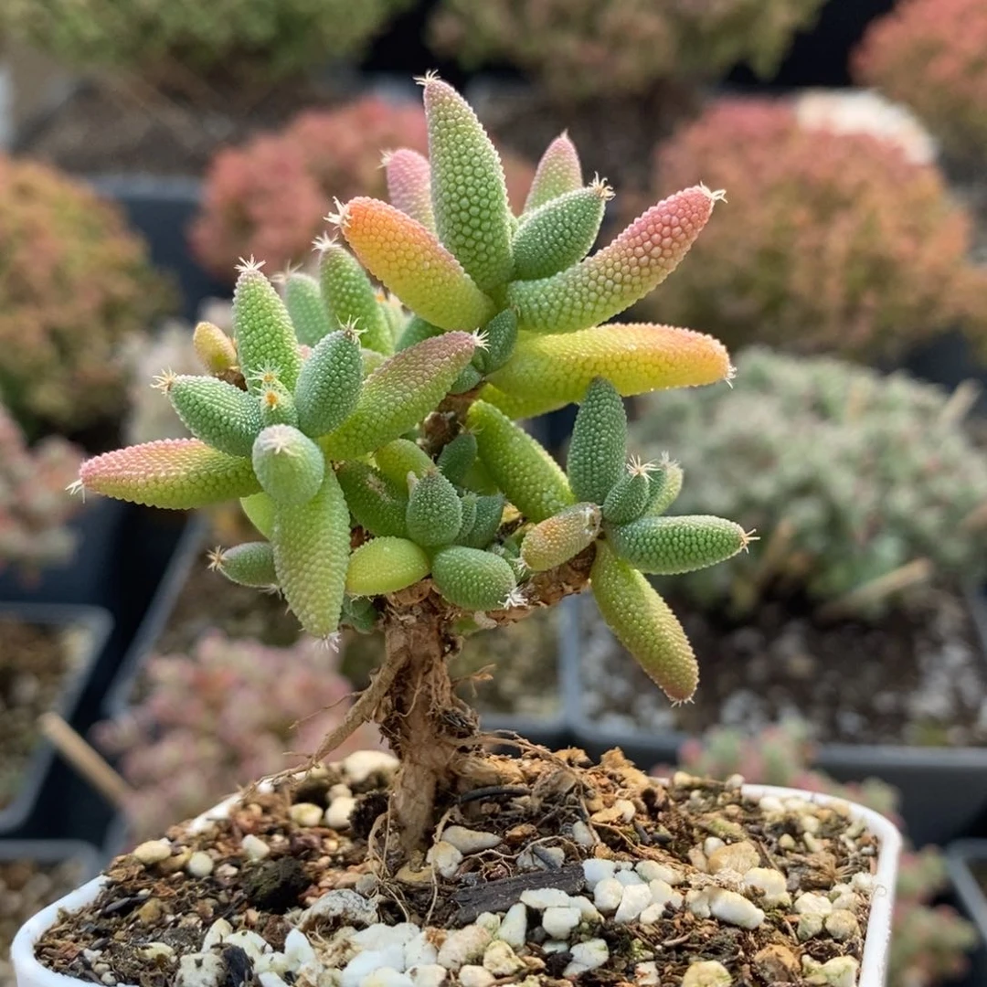 实生玉米等7042枝干番杏