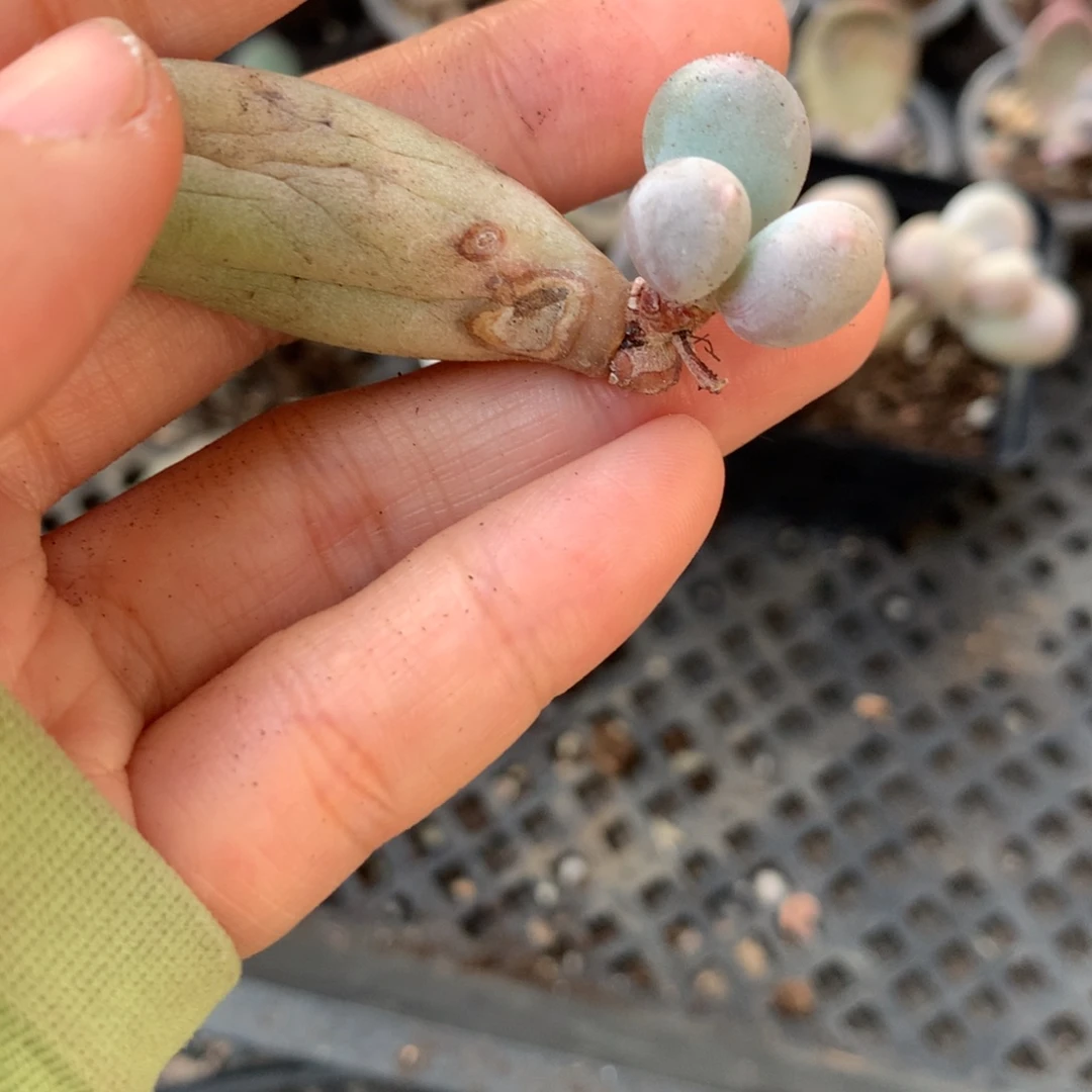 黄米可奶还好哈哈哈