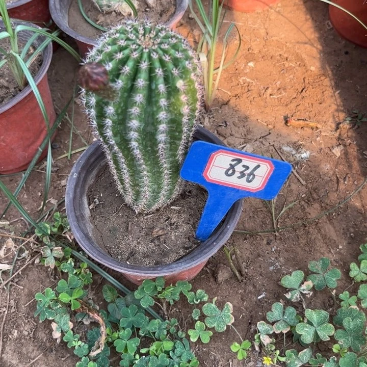 836，金妞奈何之花