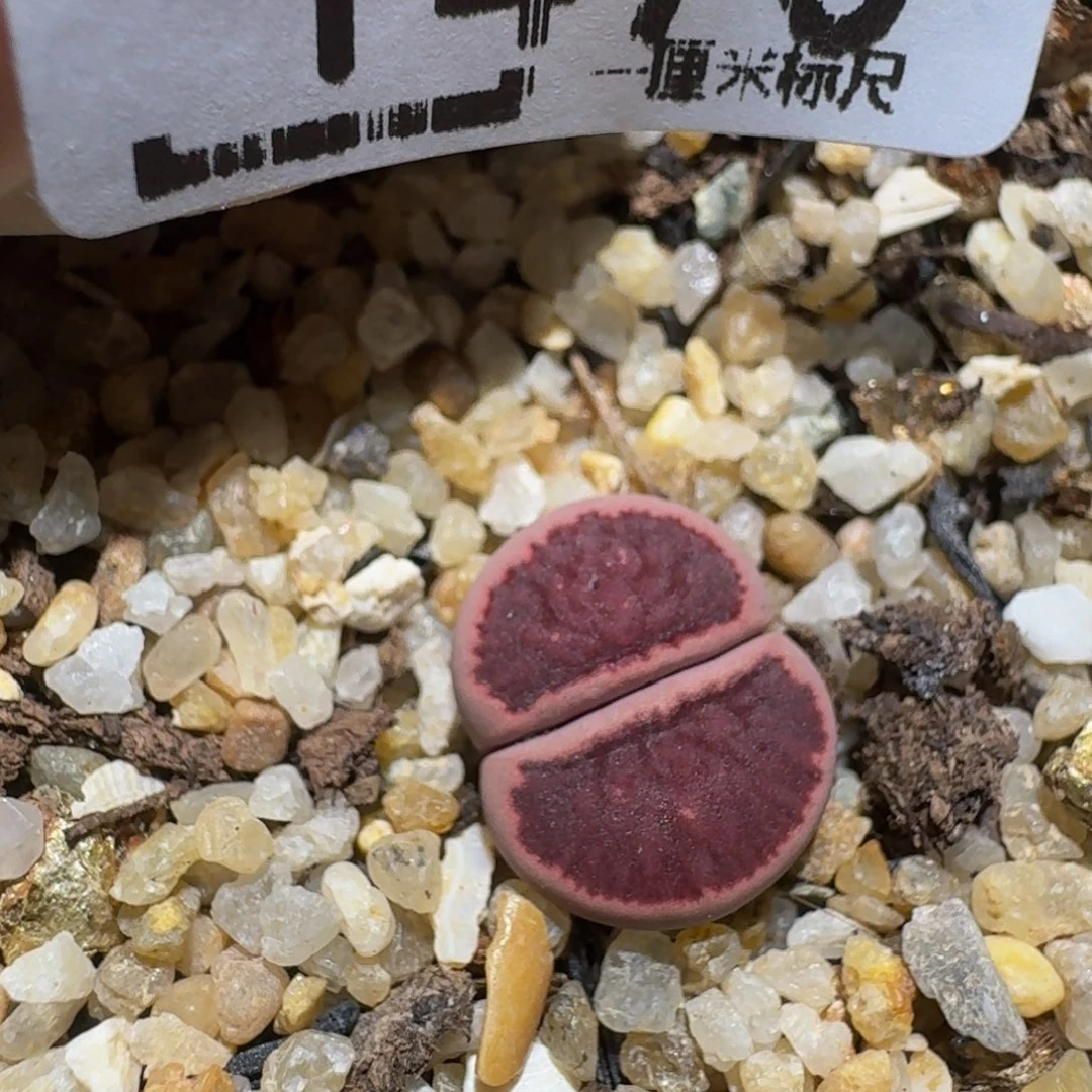 zzzz生石花肉锥1470