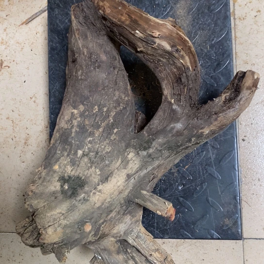 柏木蛇**转我们都是好孩子