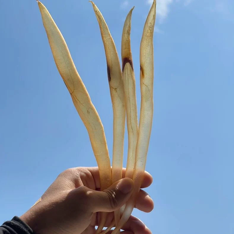 本港渔民自晒小鳗鱼胶鳝鱼胶