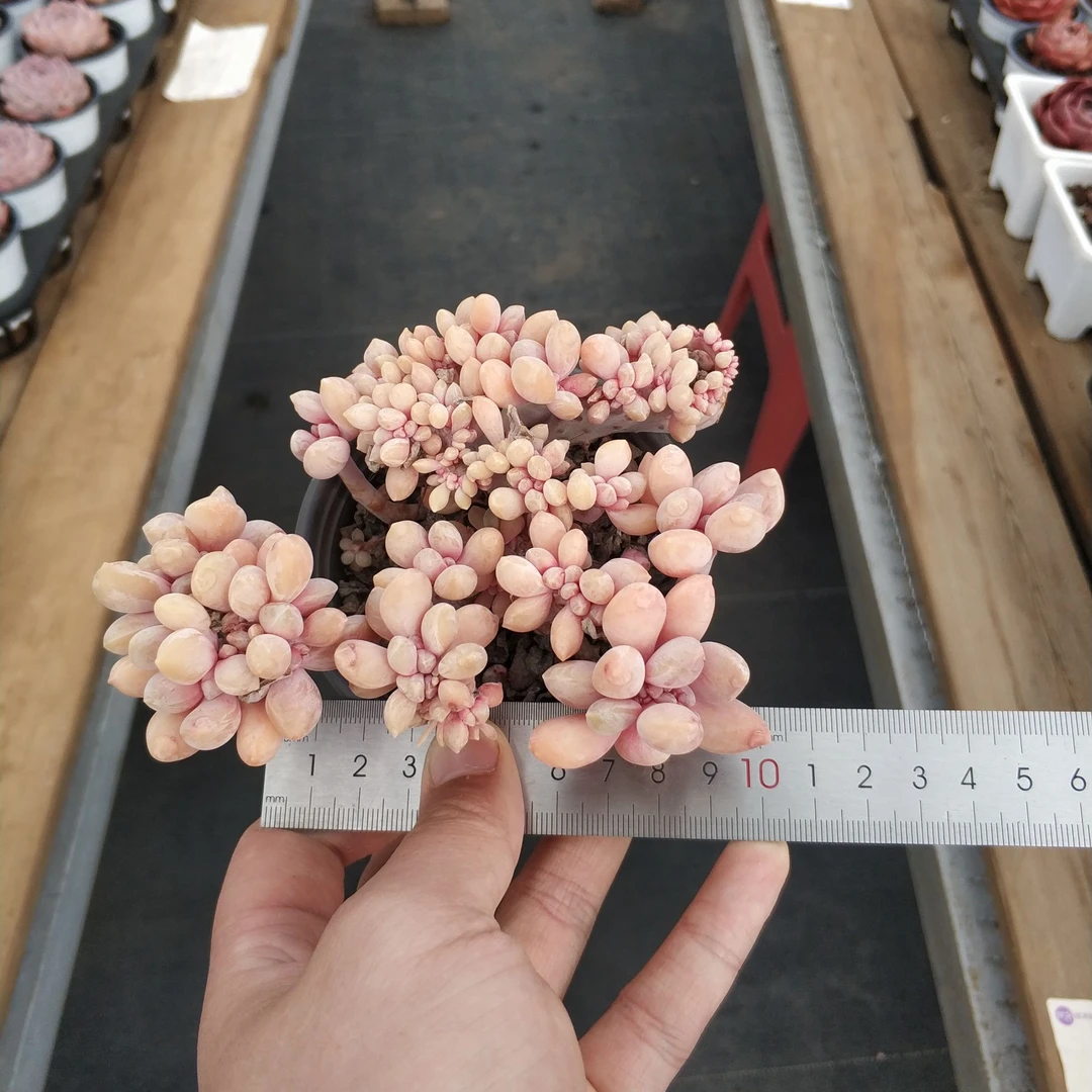 醉美人缀化 多肉植物