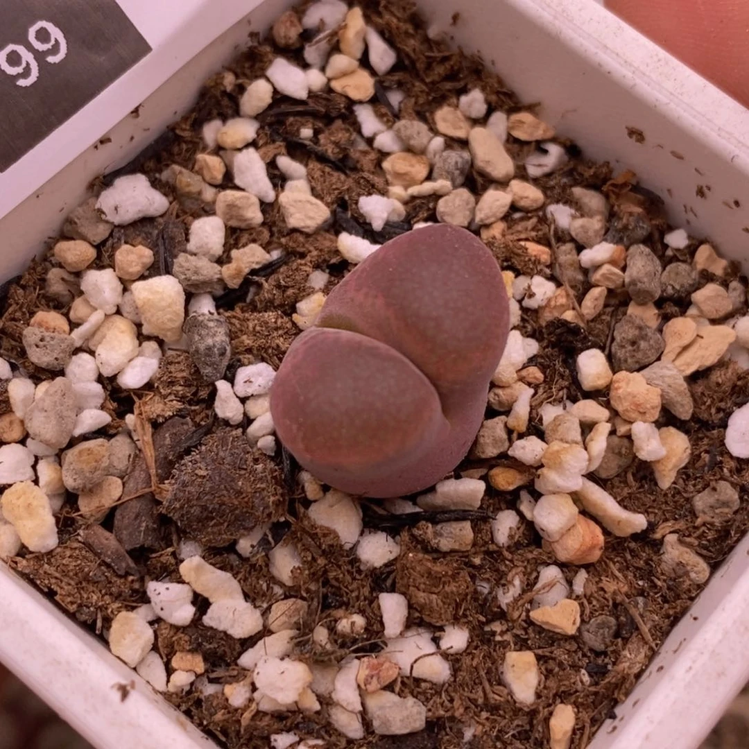 南***༄好看好看好看99号酒红