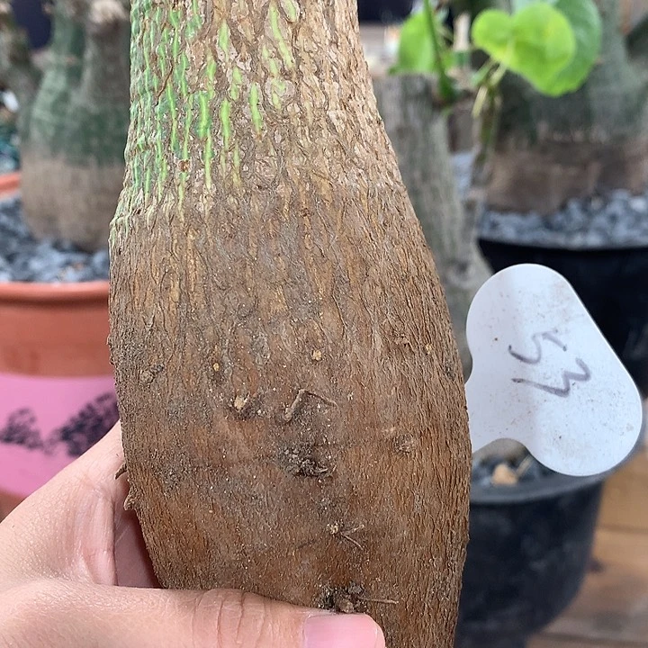 ?***?53龟甲木棉11111111