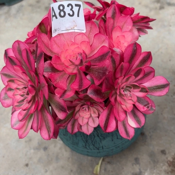 837倾城朵朵18厘米左右