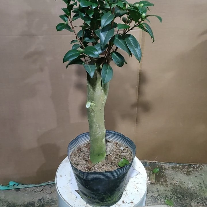 181四品，原盆原土发货，不包邮