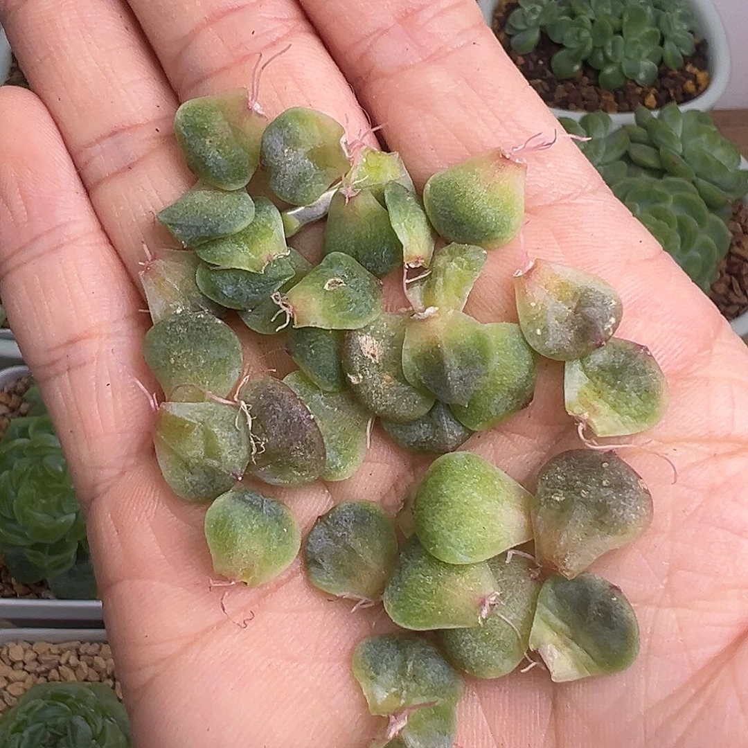 30片左右新品叶子