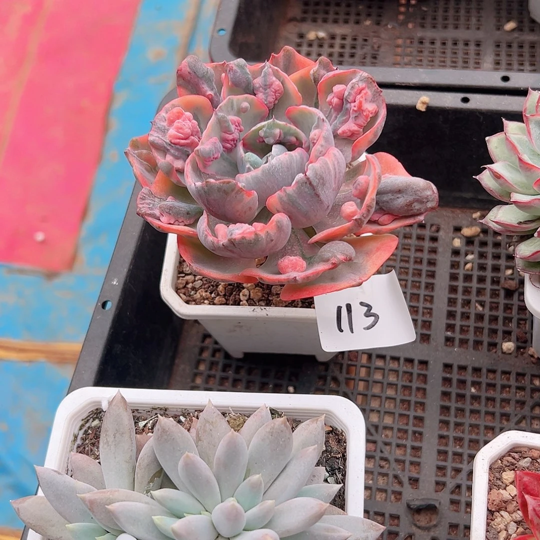 一***栀多肉一物一拍植物113