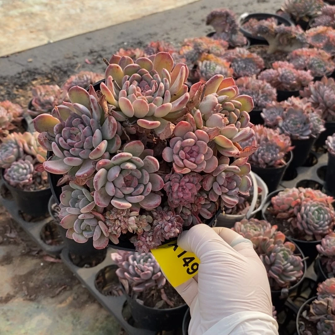 149玛瑙老桩一物一拍