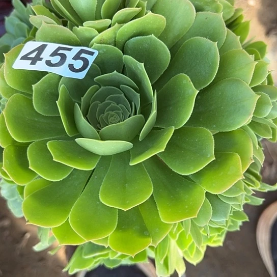 凌*若多肉植物一个
