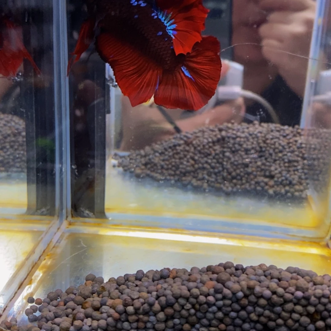 斗鱼272巨斗111111