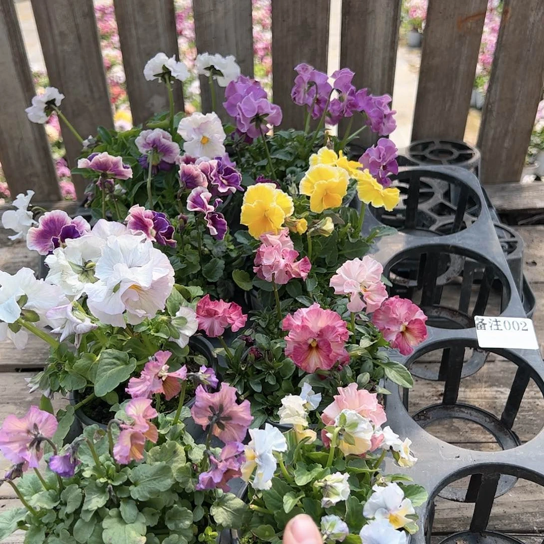 【闪购商品】002号