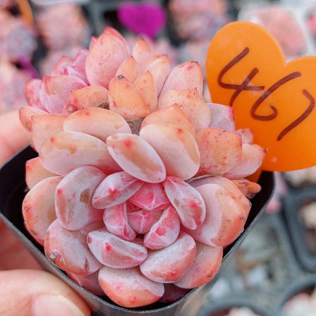 467号小老桩星影群