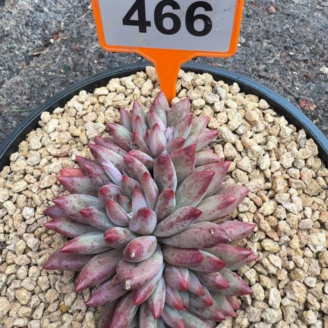 多肉植物虞美人466