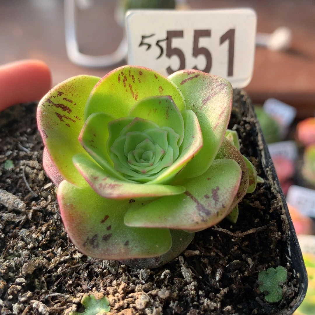 山地玫瑰烈焰小苗551