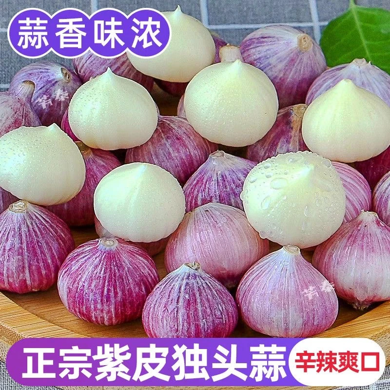 云南正宗紫皮大蒜独头蒜湿蒜大果大蒜头新鲜现挖香辣饱满辛辣调味