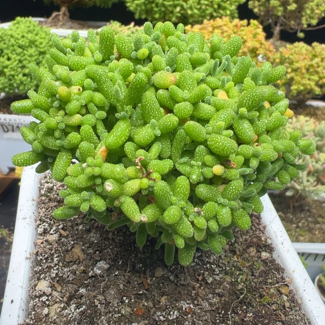 D7209金桔一物一拍