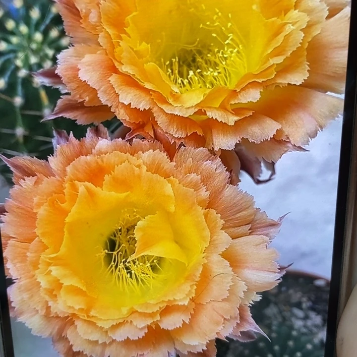 香香橙黄羽毛侧芽3公分左右