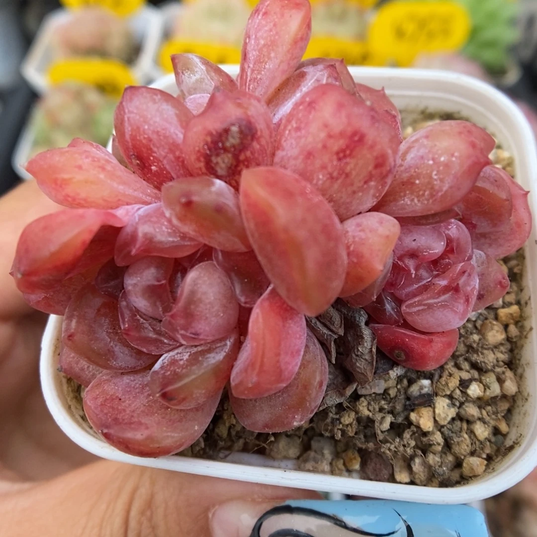 红色恋人群生689号