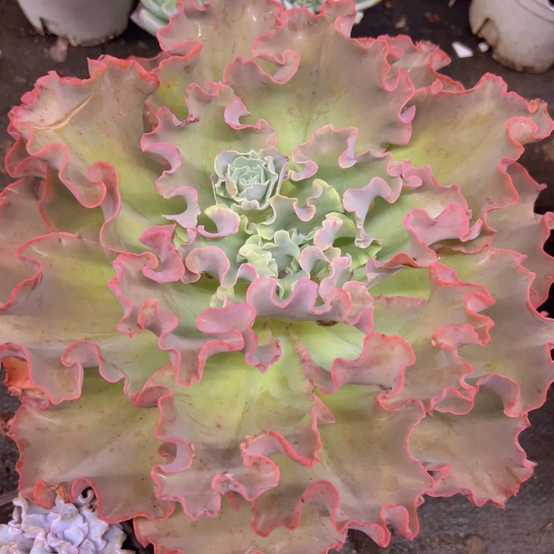 高沙之翁大单头老桩