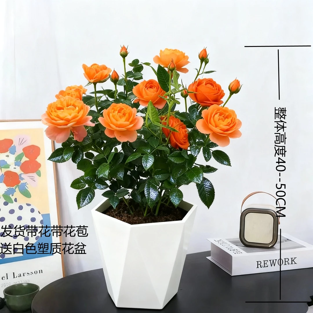 【果汁阳台】pz香水玫瑰多季节开花月季适合阳台庭院种植花卉