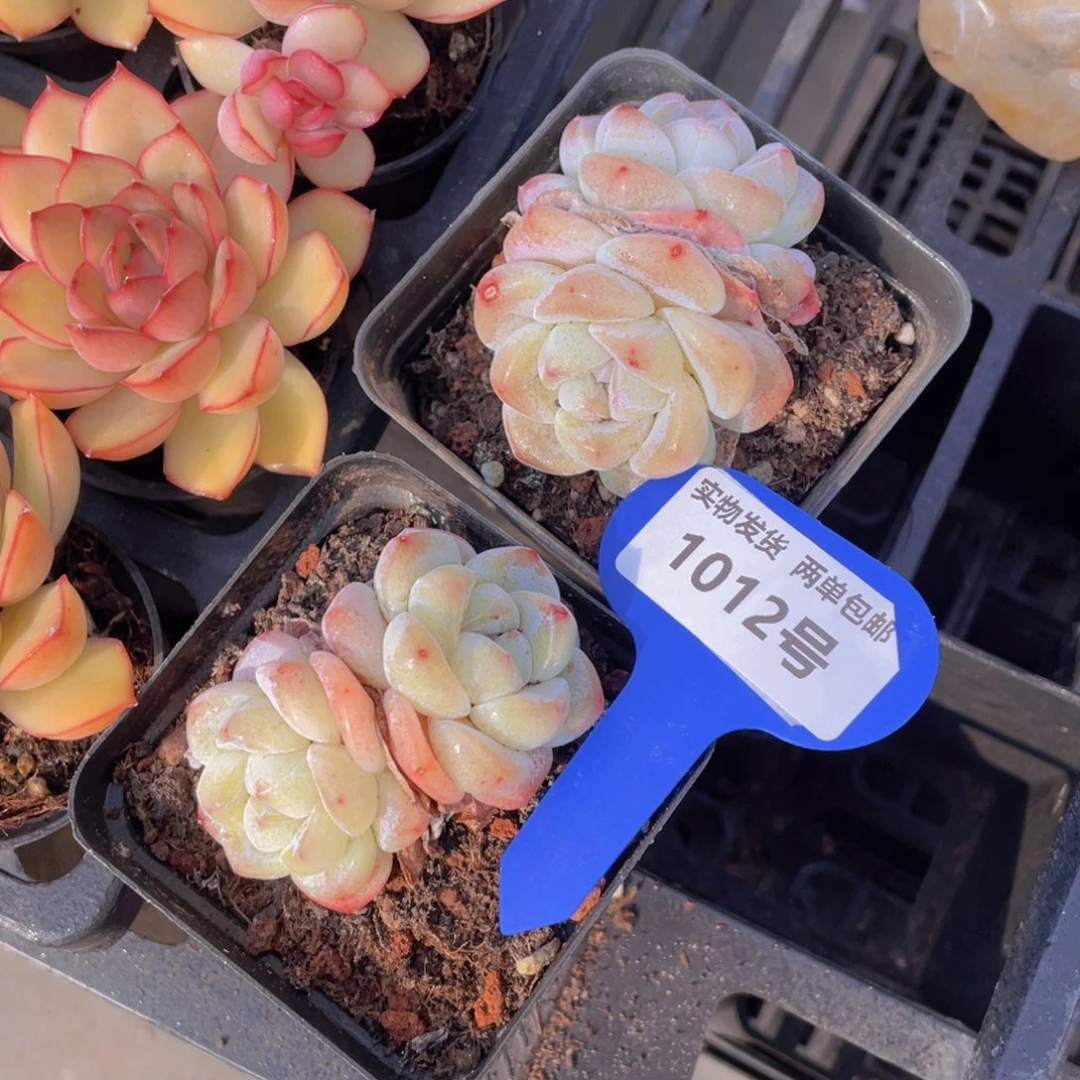 1012号奶油白底凝脂冰玉双头一个