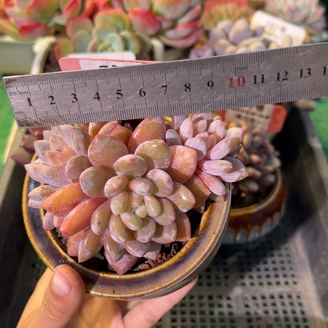 表妹精品多肉植物254.