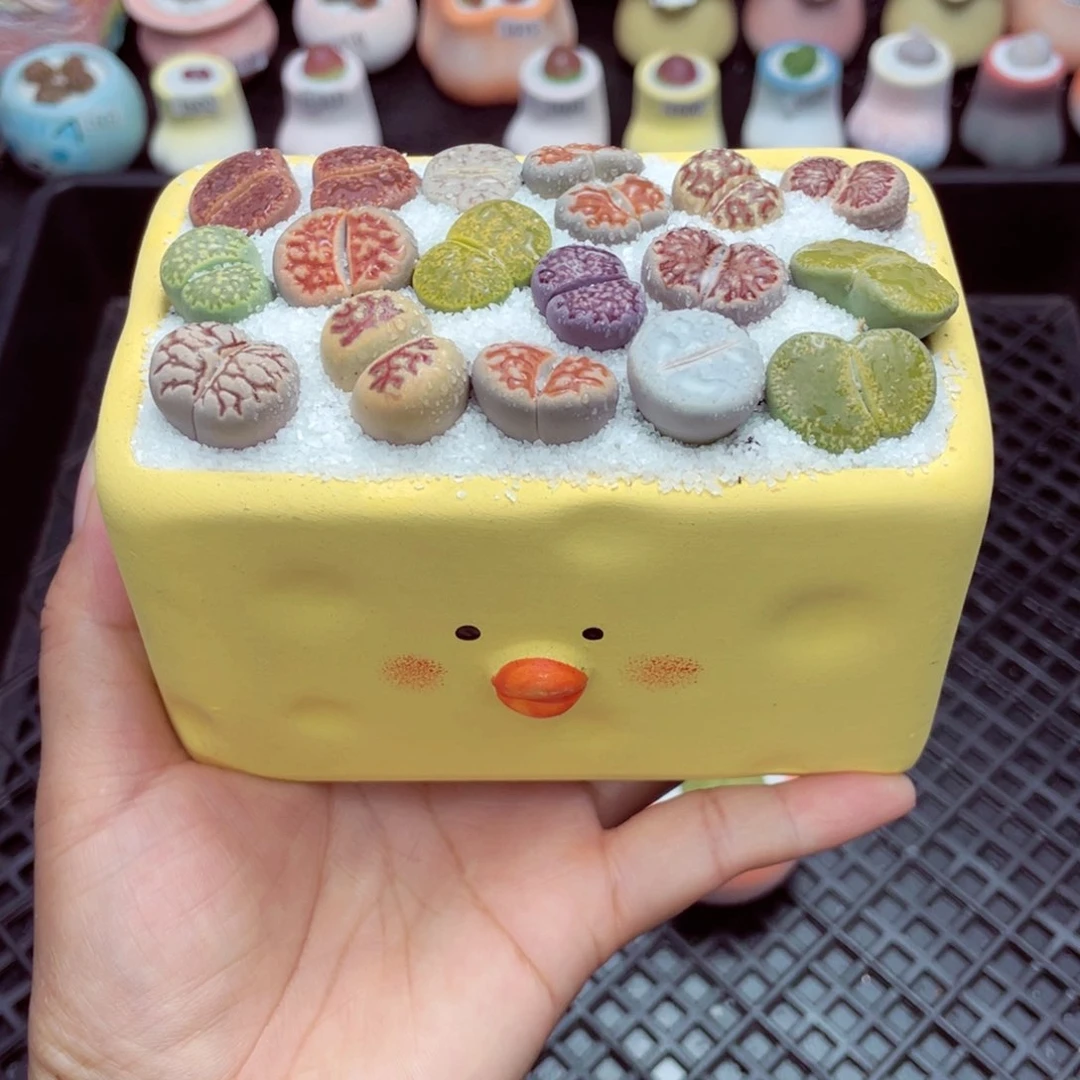 w7569 带盆土发货一物一拍