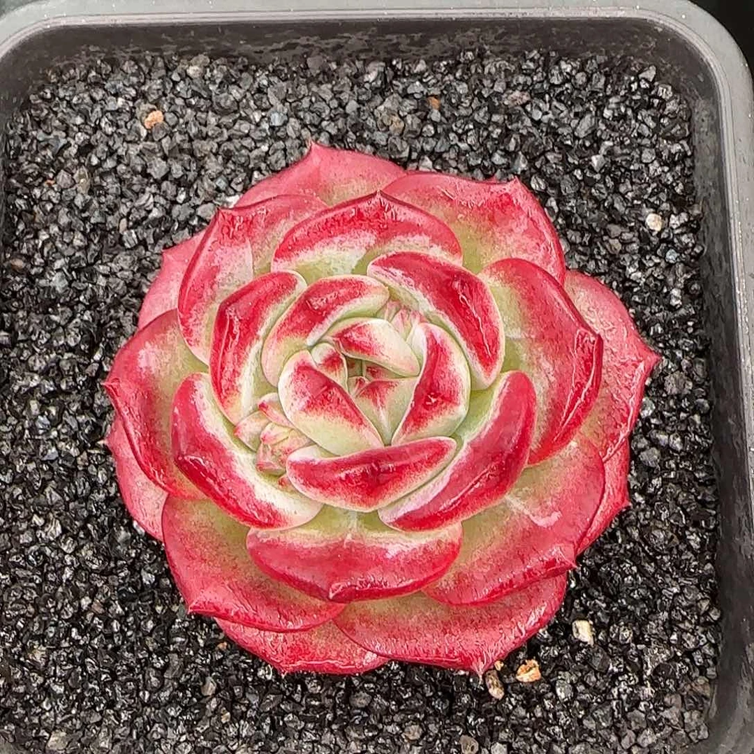 从前慢花园精选大雪花