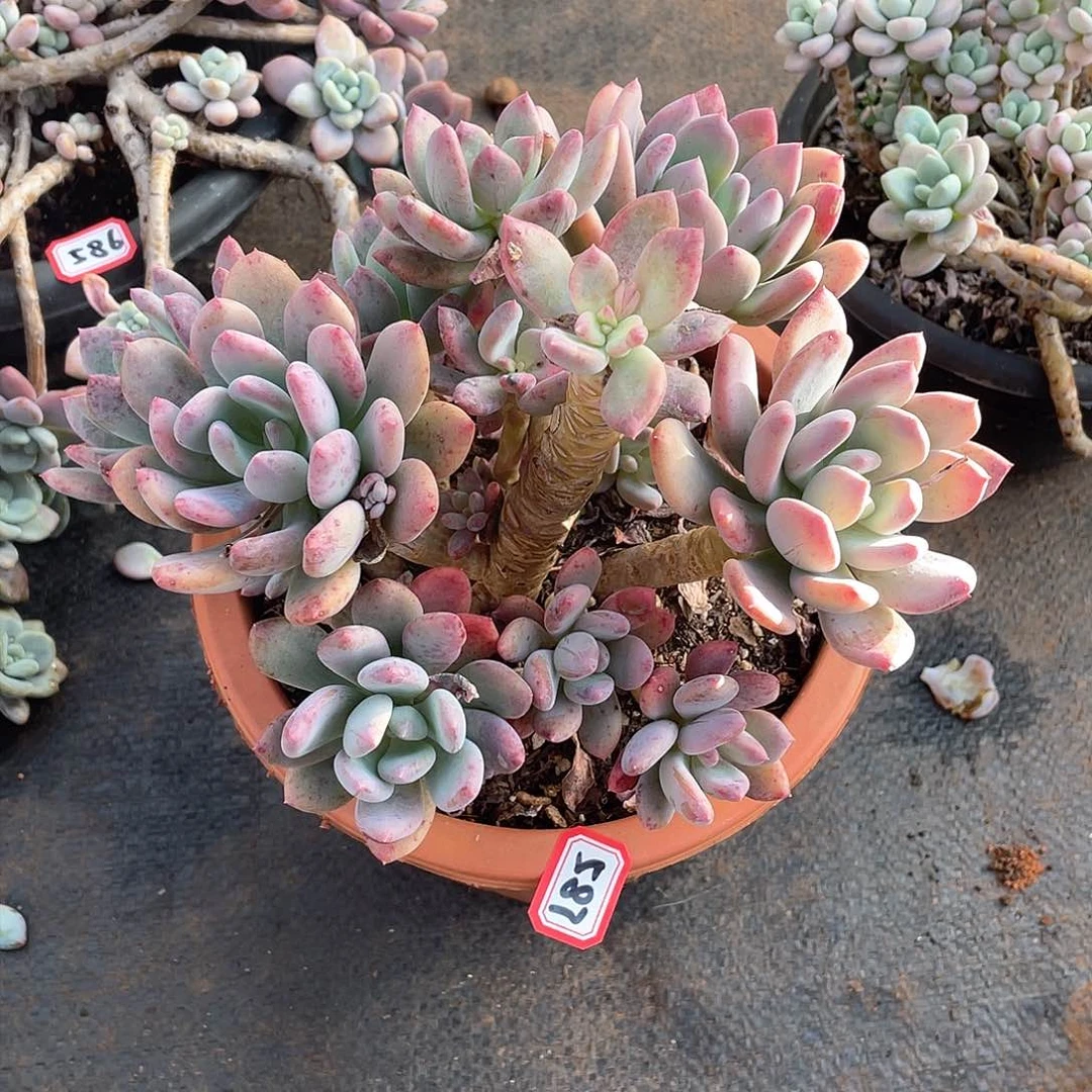 587灰姑娘一物一拍多肉